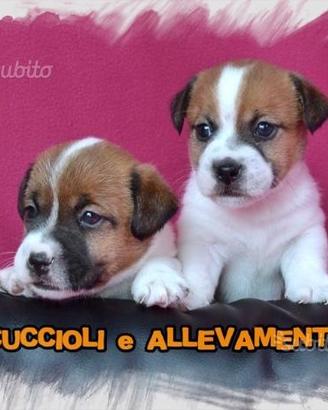 Cuccioli di Jack Russell (Russel) - Allevamento