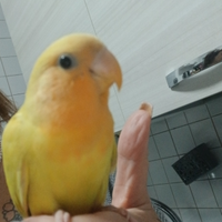 Inseparabili allevati a mano