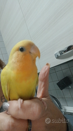 Inseparabili allevati a mano