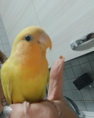 Inseparabili allevati a mano