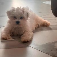 Maltese femminuccia 3 mesi