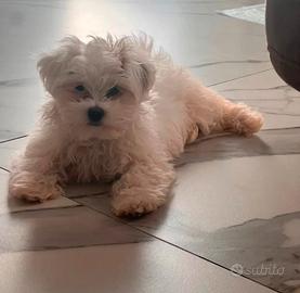 Maltese femminuccia 3 mesi