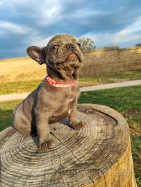 Bulldog Francese