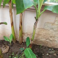 Albero di Banano (banane)
