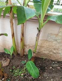 Albero di Banano (banane)