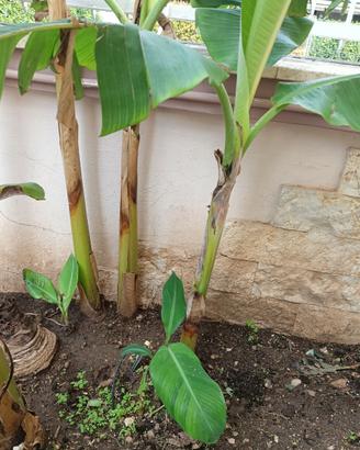 Albero di Banano (banane)