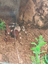 Tarantola nhandu chromatus femmina