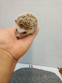 Cuccioli di ricci africani