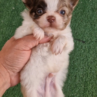 Chihuahua Russo