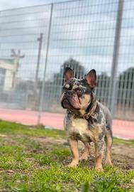 Bulldog francese