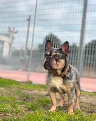 Bulldog francese
