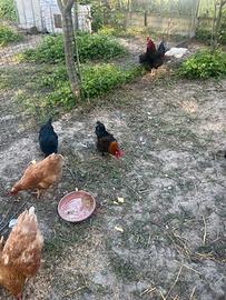 Galline