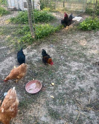 Galline