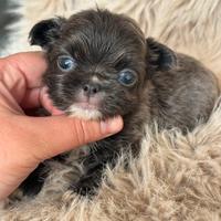 Chihuahua grigia piccolina