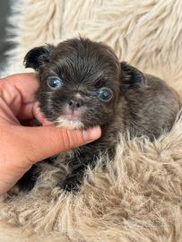 Chihuahua grigia piccolina