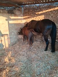 Cavalla paint