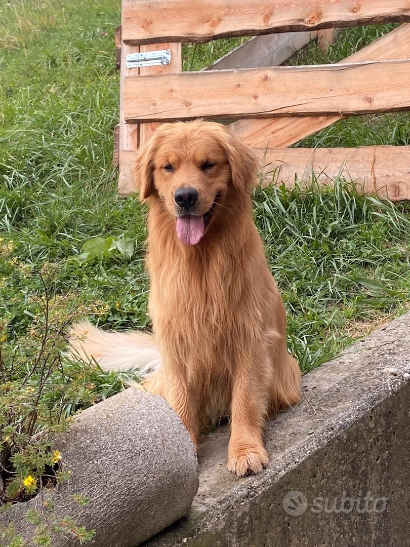 Allevamento Golden Retriever Americano Angelorso