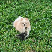 Pensione per cani casalinga con  grande spazio 