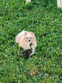 Pensione per cani casalinga con  grande spazio 