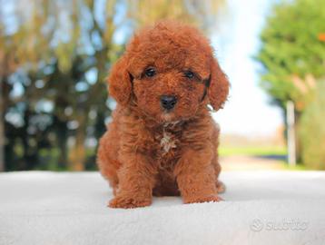 Cucciola femmina di Barboncino rosso