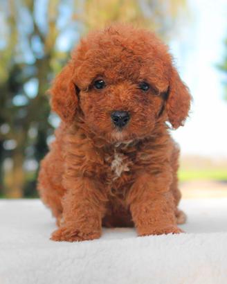 Cucciola femmina di Barboncino rosso