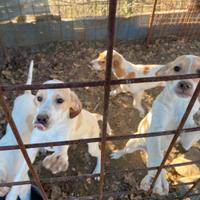Cucciolo Pointer 4 mesi- già c