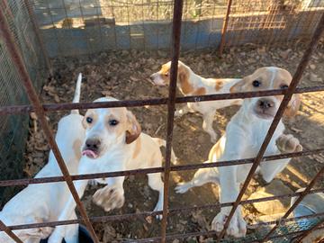 Cucciolo Pointer 4 mesi- già c