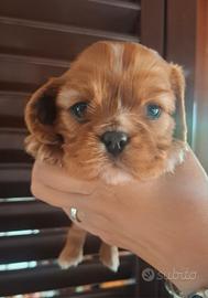 Cavalier King ruby e black and tan con pedigree