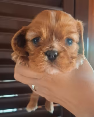 Cavalier King ruby e black and tan con pedigree