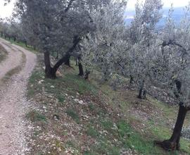 Terreno agricolo