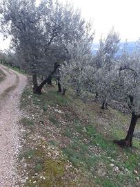 Terreno agricolo