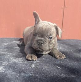 Bulldog francese blu