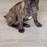 Bulldog francese cucciola
