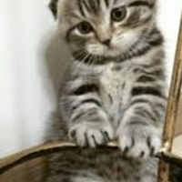 Scottish fold maschio