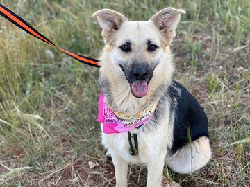 Ielmaz la meravigliosa cagnolina