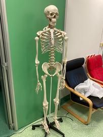 Modello scheletro anatomia umana