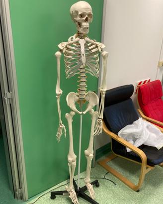 Modello scheletro anatomia umana