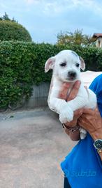 Incrocio Maltese e Jack Russell 