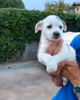 Incrocio Maltese e Jack Russell 