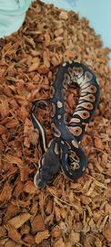 Cinnamon het Hypo