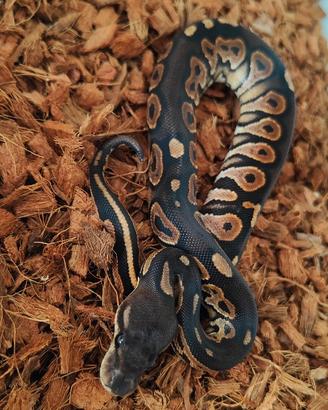 Cinnamon het Hypo