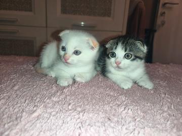 Cuccioli maschi scottish fold