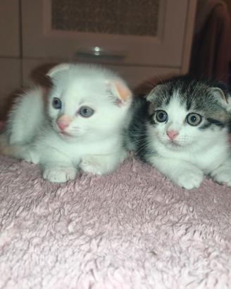 Cuccioli maschi scottish fold