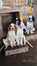 Setter Inglese