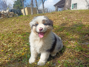 Cuccioli di pastore australiano con pedigree