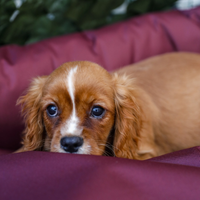 Cavalier king