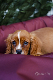Cavalier king