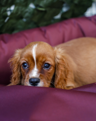 Cavalier king