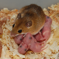 Mus minutoides/ topo pigmeo africano