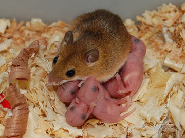 Mus minutoides/ topo pigmeo africano